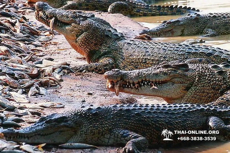 Шоу крокодилов Паттайя, Таиланд фото Thai-Online 7