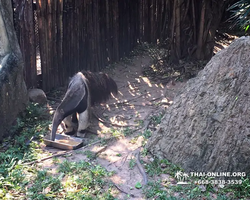 Зоопарк Кхао Кхео Тайланд экскурсия Seven Countries Паттайя фото 158