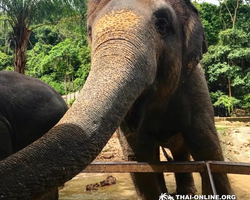 Зоопарк Кхао Кхео Тайланд экскурсия Seven Countries Паттайя фото 136