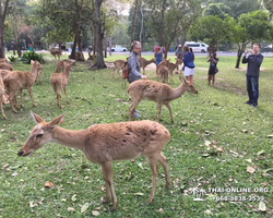 Зоопарк Кхао Кхео Тайланд экскурсия Seven Countries Паттайя фото 138