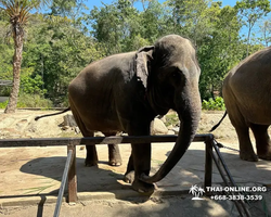 Зоопарк Кхао Кхео Тайланд экскурсия Seven Countries Паттайя фото 172