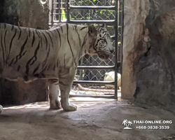 Зоопарк Кхао Кхео Тайланд экскурсия Seven Countries Паттайя фото 400