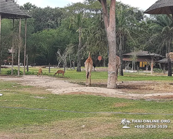 Зоопарк Кхао Кхео Тайланд экскурсия Seven Countries Паттайя фото 126