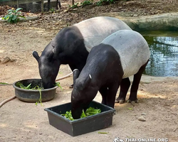 Зоопарк Кхао Кхео Тайланд экскурсия Seven Countries Паттайя фото 141