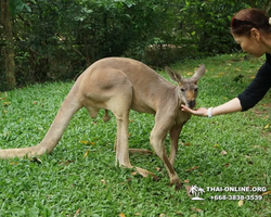 Сафари-парк Кхао Кхео в Тайланде Паттайя фото Thai-Online 137