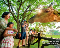 Сафари-парк Кхао Кхео в Тайланде, Паттайя - фото 31
