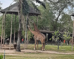 Зоопарк Кхао Кхео Тайланд экскурсия Seven Countries Паттайя фото 185