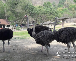 Зоопарк Кхао Кхео Тайланд экскурсия Seven Countries Паттайя фото 378