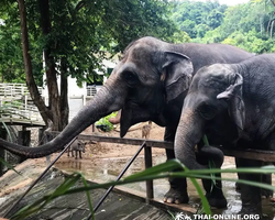 Зоопарк Кхао Кхео Тайланд экскурсия Seven Countries Паттайя фото 103