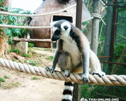 Зоопарк Кхао Кхео Тайланд экскурсия Seven Countries Паттайя фото 153
