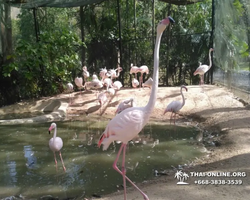 Зоопарк Кхао Кхео Тайланд экскурсия Seven Countries Паттайя фото 389