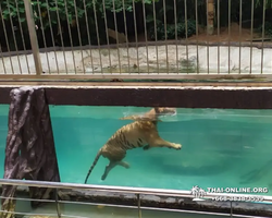 Зоопарк Кхао Кхео Тайланд экскурсия Seven Countries Паттайя фото 399