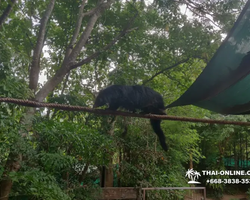 Зоопарк Кхао Кхео Тайланд экскурсия Seven Countries Паттайя фото 387