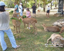 Сафари-парк Кхао Кхео в Тайланде Паттайя фото Thai-Online 125