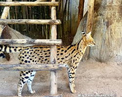 Зоопарк Кхао Кхео Тайланд экскурсия Seven Countries Паттайя фото 115