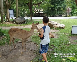Зоопарк Кхао Кхео Тайланд экскурсия Seven Countries Паттайя фото 157