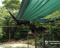 Зоопарк Кхао Кхео Тайланд экскурсия Seven Countries Паттайя фото 373