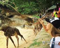 Зоопарк Кхао Кхео Тайланд экскурсия Seven Countries Паттайя фото 177