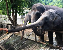 Зоопарк Кхао Кхео Тайланд экскурсия Seven Countries Паттайя фото 179