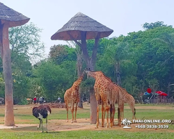 Зоопарк Кхао Кхео Тайланд экскурсия Seven Countries Паттайя фото 391