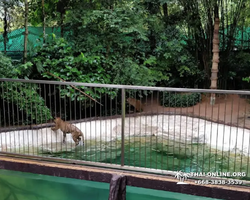 Зоопарк Кхао Кхео Тайланд экскурсия Seven Countries Паттайя фото 379
