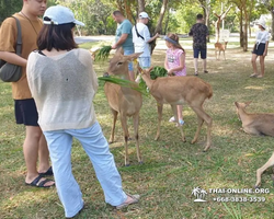Сафари-парк Кхао Кхео в Тайланде Паттайя фото Thai-Online 130