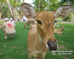 Сафари-парк Кхао Кхео в Тайланде тур 7 Кантрис Паттайя - фото 220