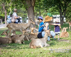 Сафари-парк Кхао Кхео в Тайланде Паттайя фото Thai-Online 123