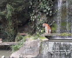 Зоопарк Кхао Кхео Тайланд экскурсия Seven Countries Паттайя фото 375