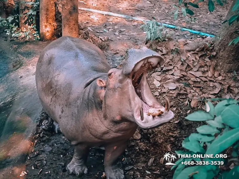 Зоопарк Кхао Кхео Паттайя экскурсия с туристической компанией Seven Countries - фото 31