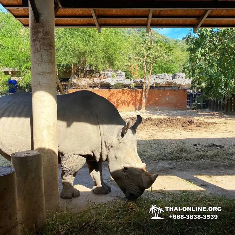 Зоопарк Кхао Кхео Тайланд экскурсия Seven Countries Паттайя фото 181