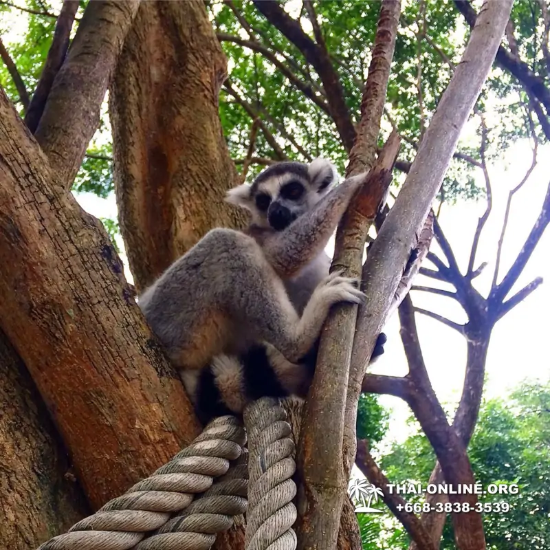 Зоопарк Кхао Кхео Тайланд экскурсия Seven Countries Паттайя фото 168