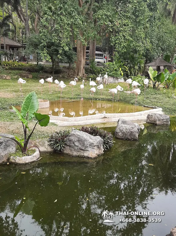 Зоопарк Кхао Кхео Тайланд экскурсия Seven Countries Паттайя фото 143