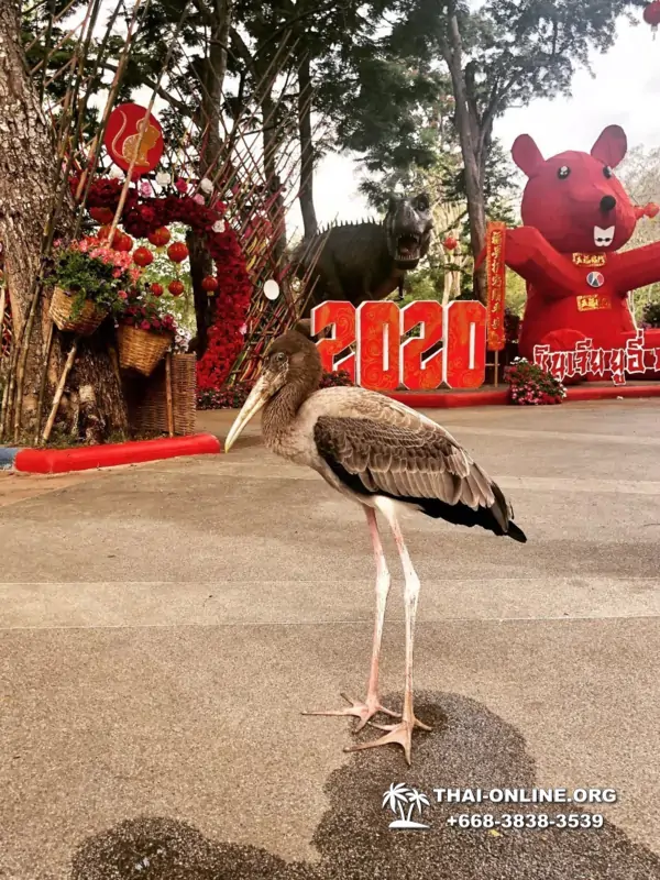 Зоопарк Кхао Кхео Тайланд экскурсия Seven Countries Паттайя фото 160