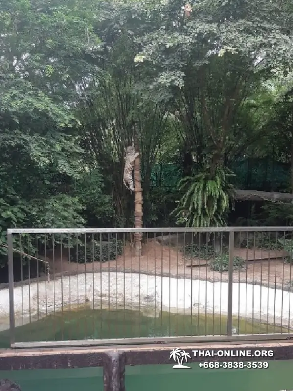 Зоопарк Кхао Кхео Тайланд экскурсия Seven Countries Паттайя фото 382