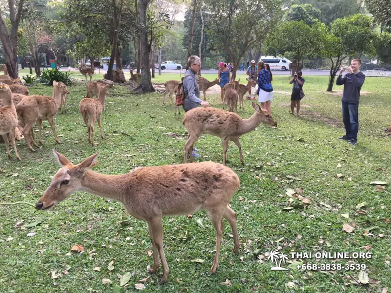 Зоопарк Кхао Кхео Тайланд экскурсия Seven Countries Паттайя фото 138