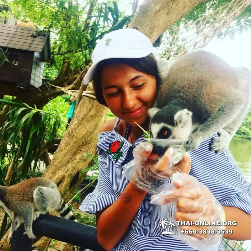 Сафари-парк Кхао Кхео в Тайланде Паттайя фото Thai-Online 148