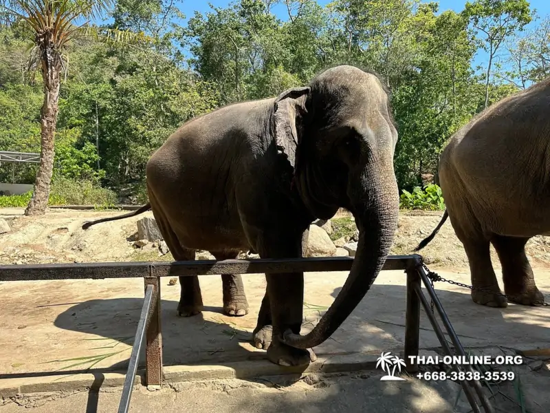 Зоопарк Кхао Кхео Тайланд экскурсия Seven Countries Паттайя фото 172