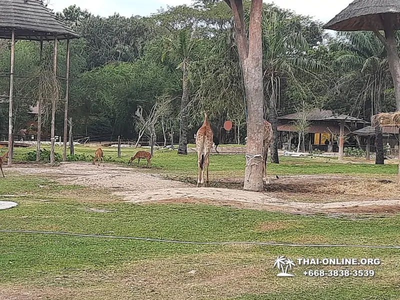 Зоопарк Кхао Кхео Тайланд экскурсия Seven Countries Паттайя фото 126