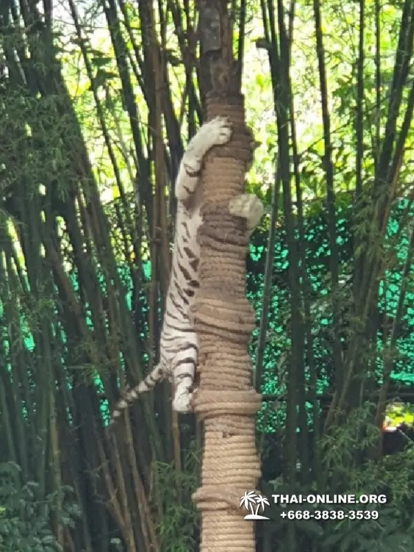 Зоопарк Кхао Кхео Тайланд экскурсия Seven Countries Паттайя фото 385