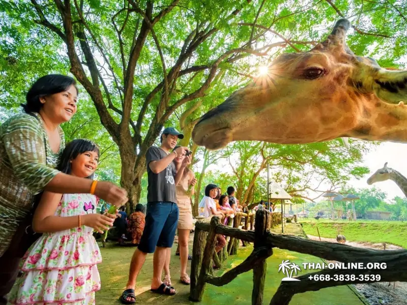 Сафари-парк Кхао Кхео в Тайланде, Паттайя - фото 31