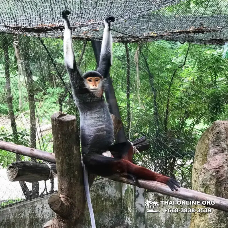 Зоопарк Кхао Кхео Паттайя экскурсия с туристической компанией Seven Countries - фото 5
