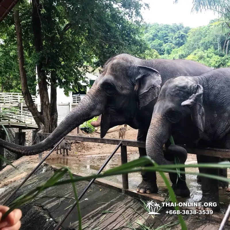 Зоопарк Кхао Кхео Тайланд экскурсия Seven Countries Паттайя фото 103
