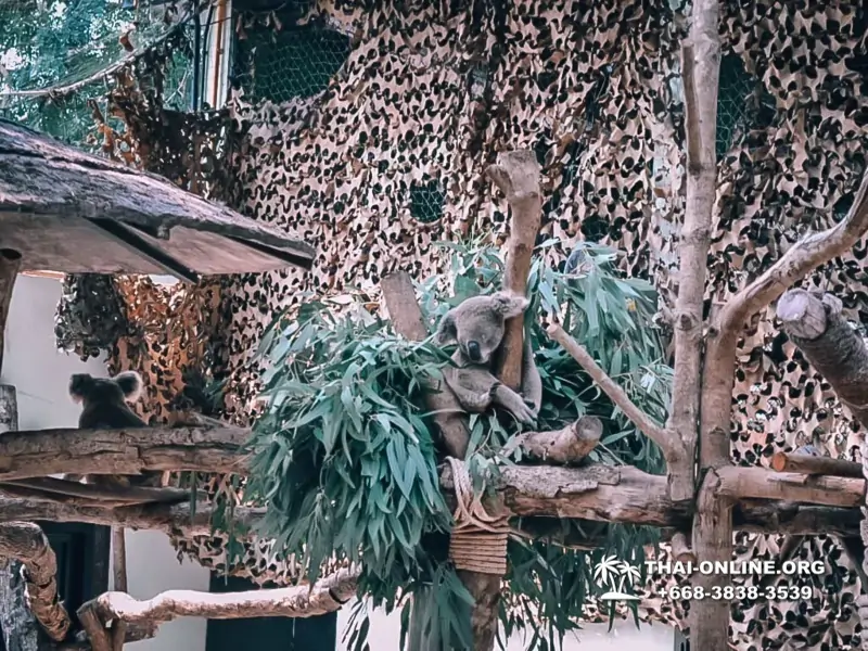 Зоопарк Кхао Кхео Тайланд экскурсия Seven Countries Паттайя фото 167