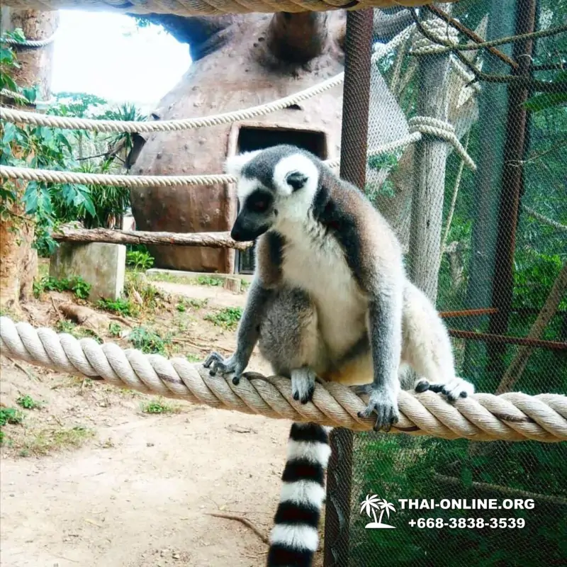 Зоопарк Кхао Кхео Тайланд экскурсия Seven Countries Паттайя фото 153