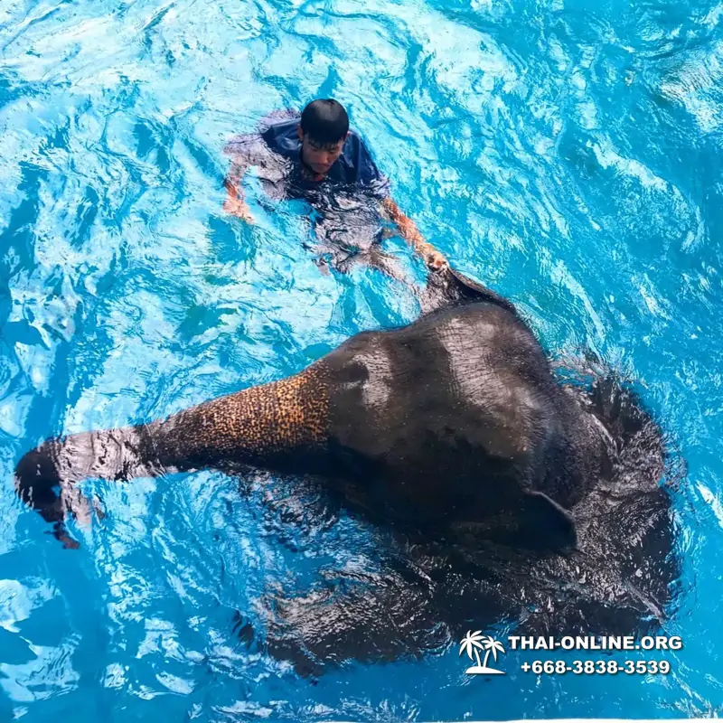 Зоопарк Кхао Кхео Паттайя экскурсия с туристической компанией Seven Countries - фото 17