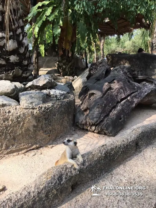 Зоопарк Кхао Кхео Паттайя экскурсия с туристической компанией Seven Countries - фото 20