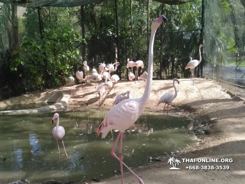 Зоопарк Кхао Кхео Тайланд экскурсия Seven Countries Паттайя фото 389