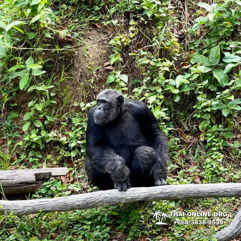 Зоопарк Кхао Кхео Паттайя экскурсия с туристической компанией Seven Countries - фото 1