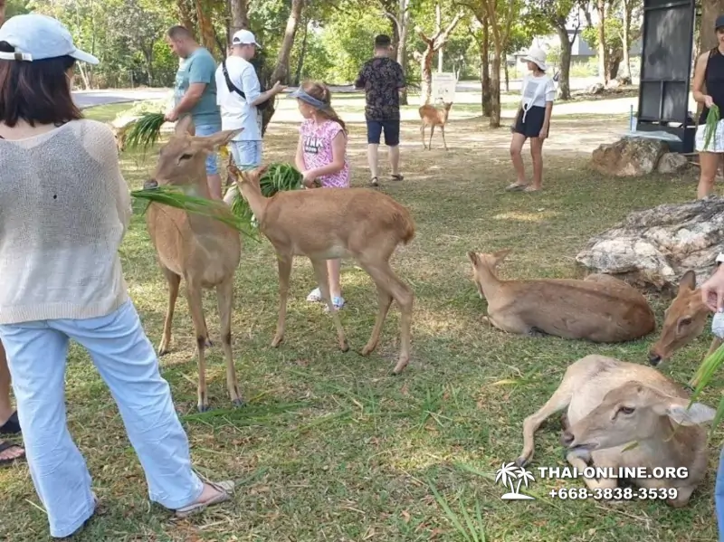 Сафари-парк Кхао Кхео в Тайланде Паттайя фото Thai-Online 125